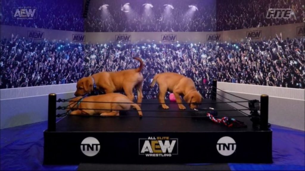 Watch The AEW Puppy Battle Royale (VIDEO)