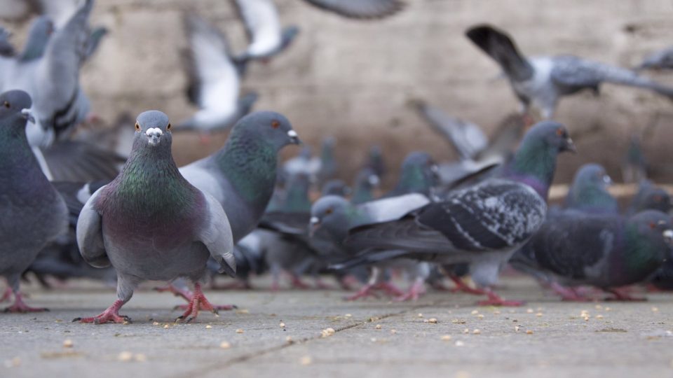 ‘Colony Of Pigeons’ & Other Problems At New WWE ThunderDome Stadium