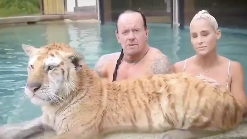 The Undertaker Stars Alongside A Tiger In Bizarre New Advert