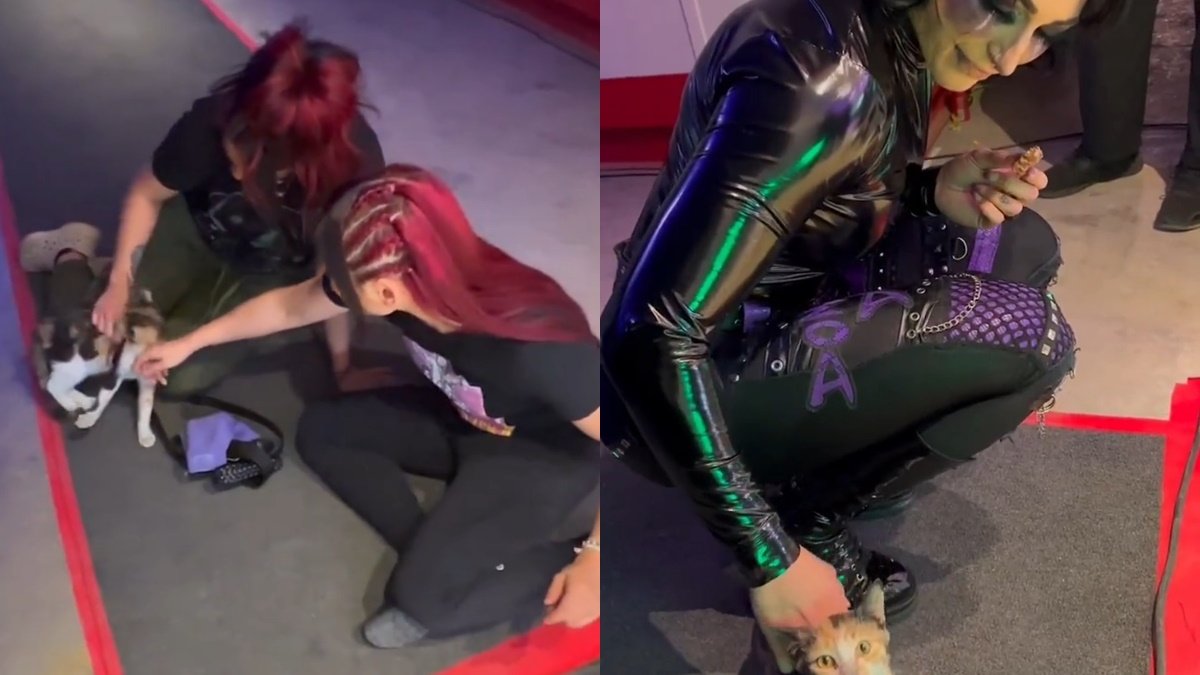 VIDEO: WWE Stars’ Wholesome Encounter With Stray Cat Backstage At Crown Jewel